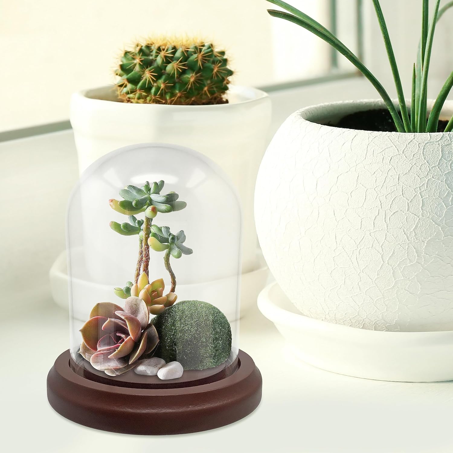 Clear Glass Dome with Hook and Wooden Base - 4 Inch Display Stand