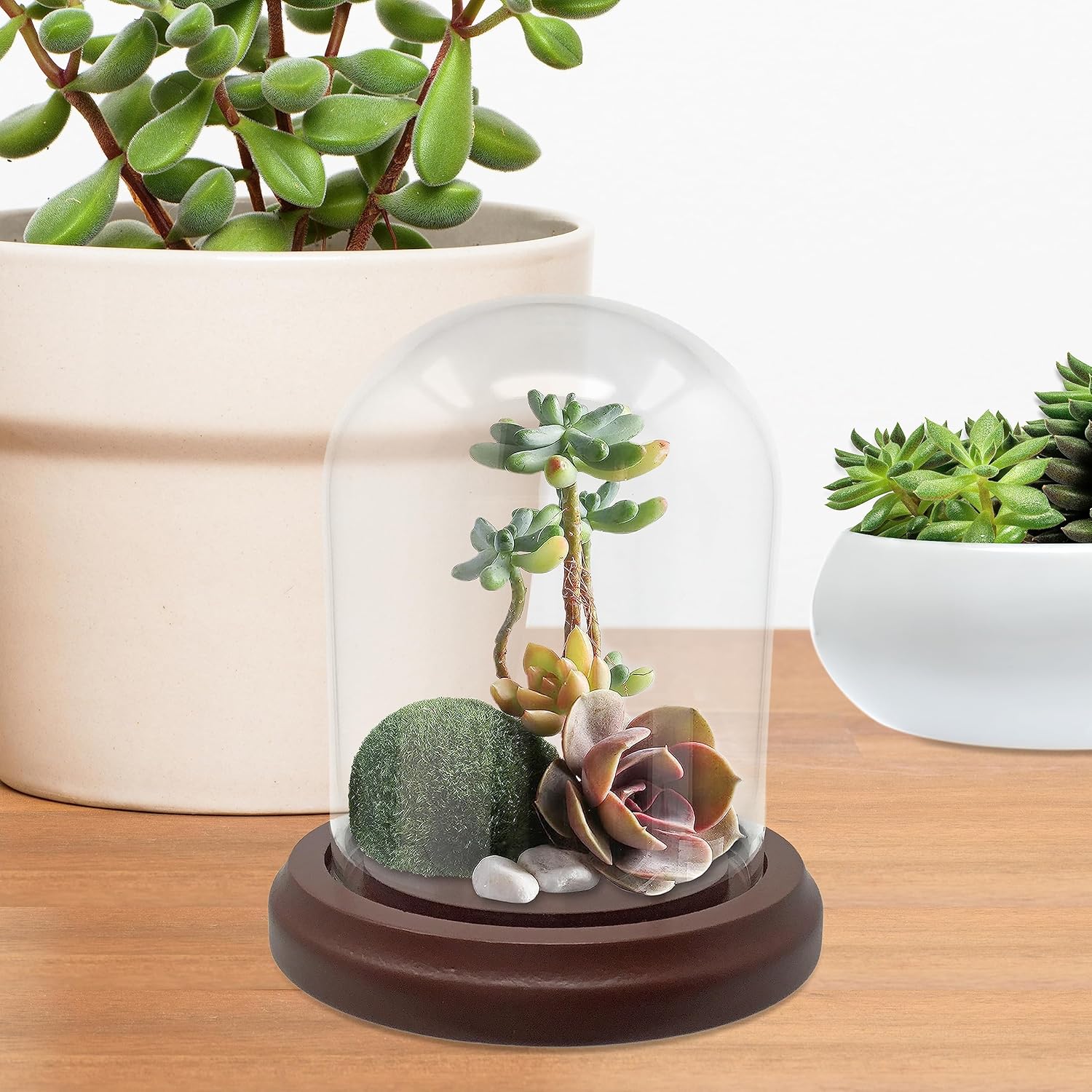 Clear Glass Dome with Hook and Wooden Base - 4 Inch Display Stand